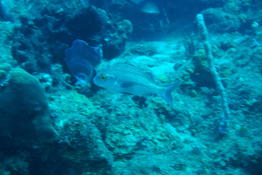 poisson de Martinique