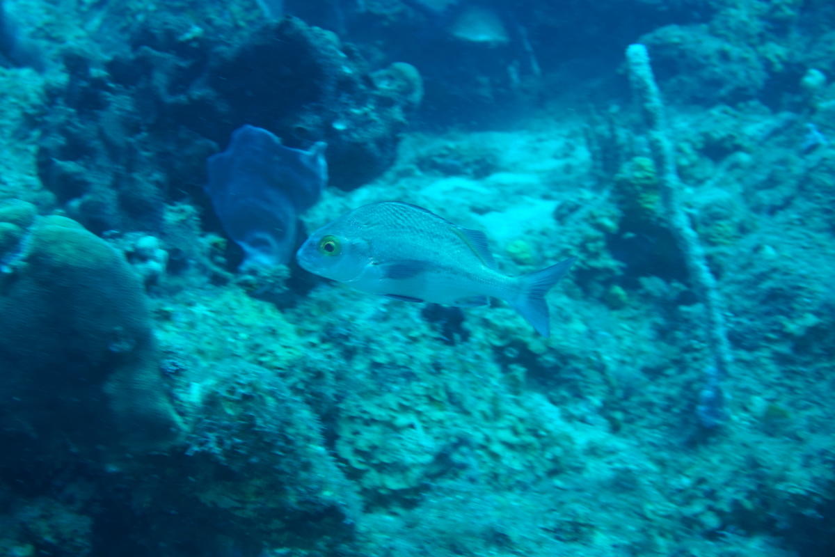 poisson de Martinique