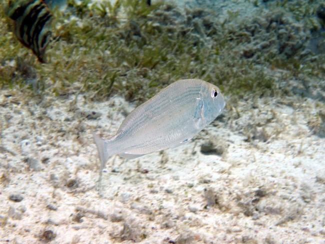 Poisson de mer Rouge