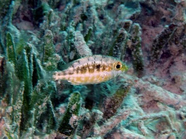 Poisson de mer Rouge