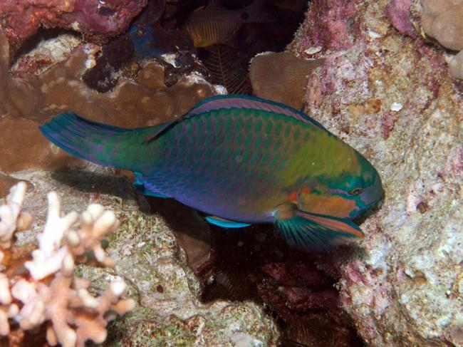 Poisson de mer Rouge