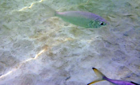 Poisson de sable dans les Caraïbes