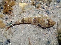 Poisson de sable ?