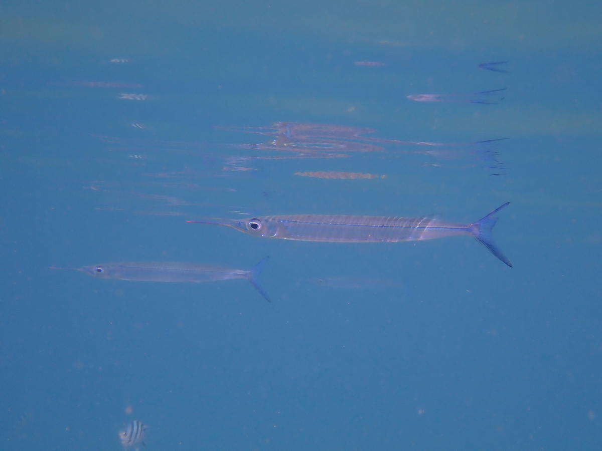 Poisson de surface (NC)