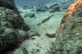 Poisson de Tenerife