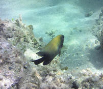 Poisson demoiselle à identifier