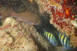 Poisson des Caraïbes