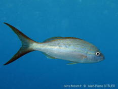 Poisson des Caraibes