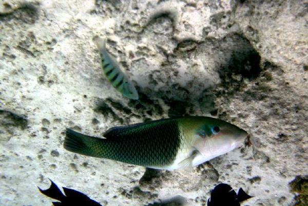 Poisson des Maldives