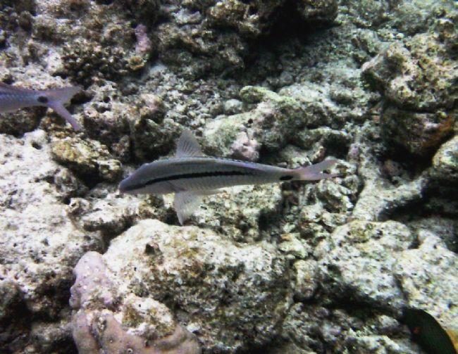 Poisson des Maldives