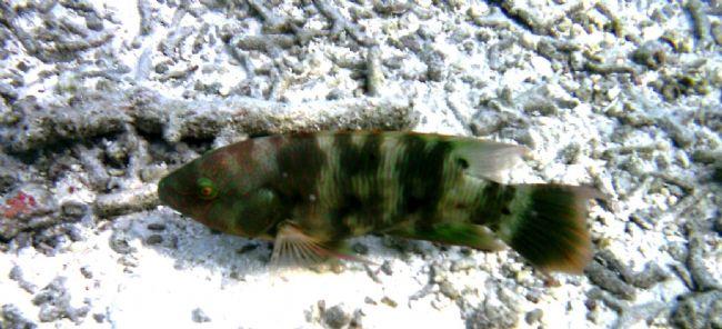 Poisson des Maldives