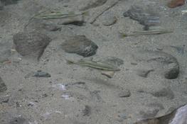 poisson du Costa Rica