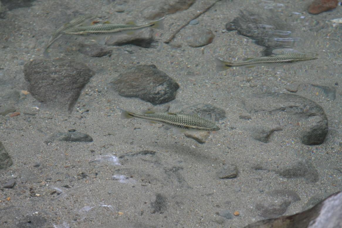 poisson du Costa Rica