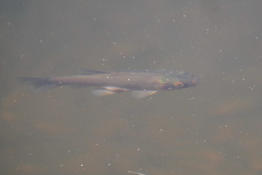 Poisson du Queyras à identifier