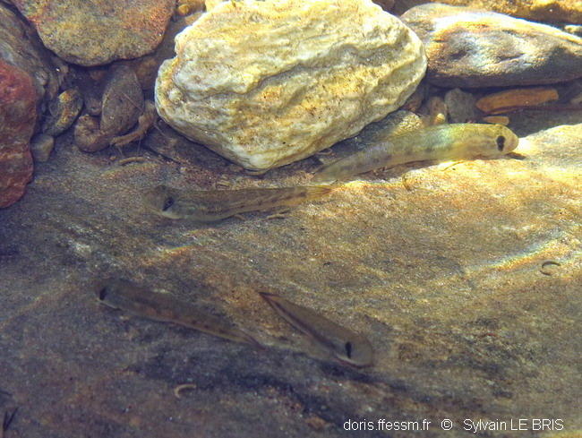 Poisson eau douce