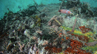 Poisson écureuil - Guadeloupe