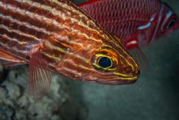 Poisson Egyptien