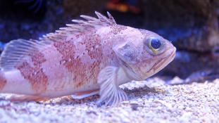 Poisson... en aquarium :)