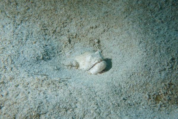 Poisson enterré dans le sable à identifier