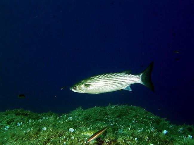 Un autre gros mulet est aussi très présent à la Gabinière ; <a href="fiche_reservee.asp?fiche_numero=1435" target="_blank">Chelon labrosus</a><br /...