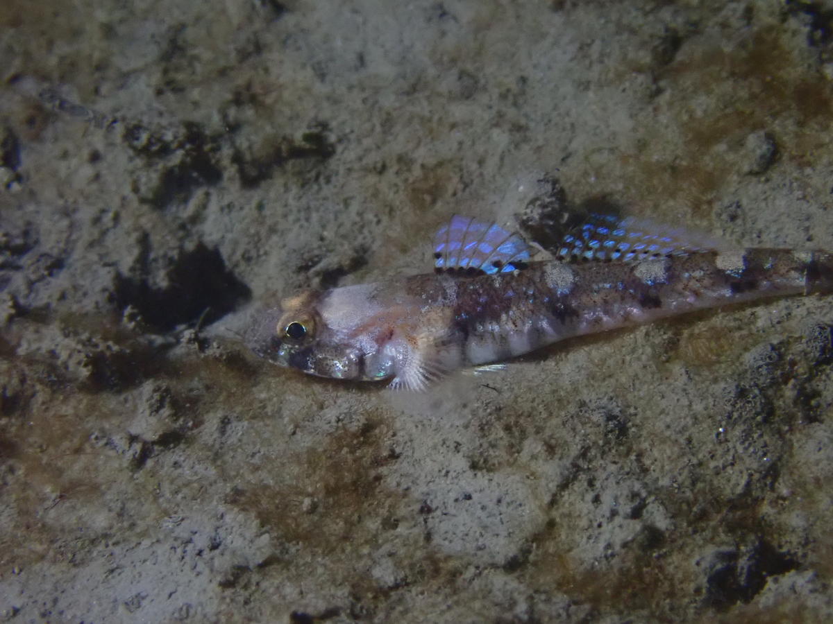 Poisson : gobie des baléares ?