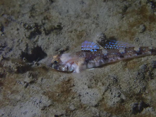 Poisson : gobie des baléares ?