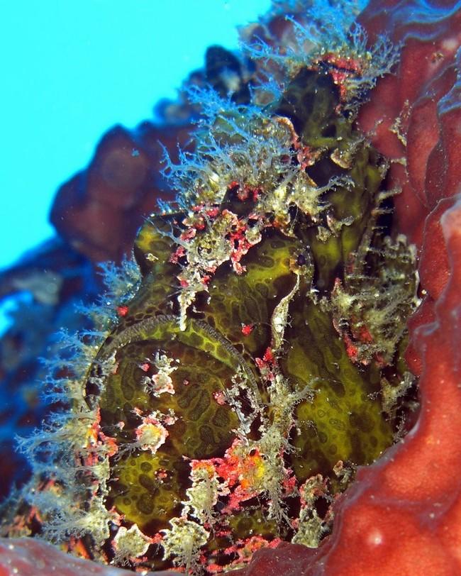 Poisson grenouille, Quel antennaire ?