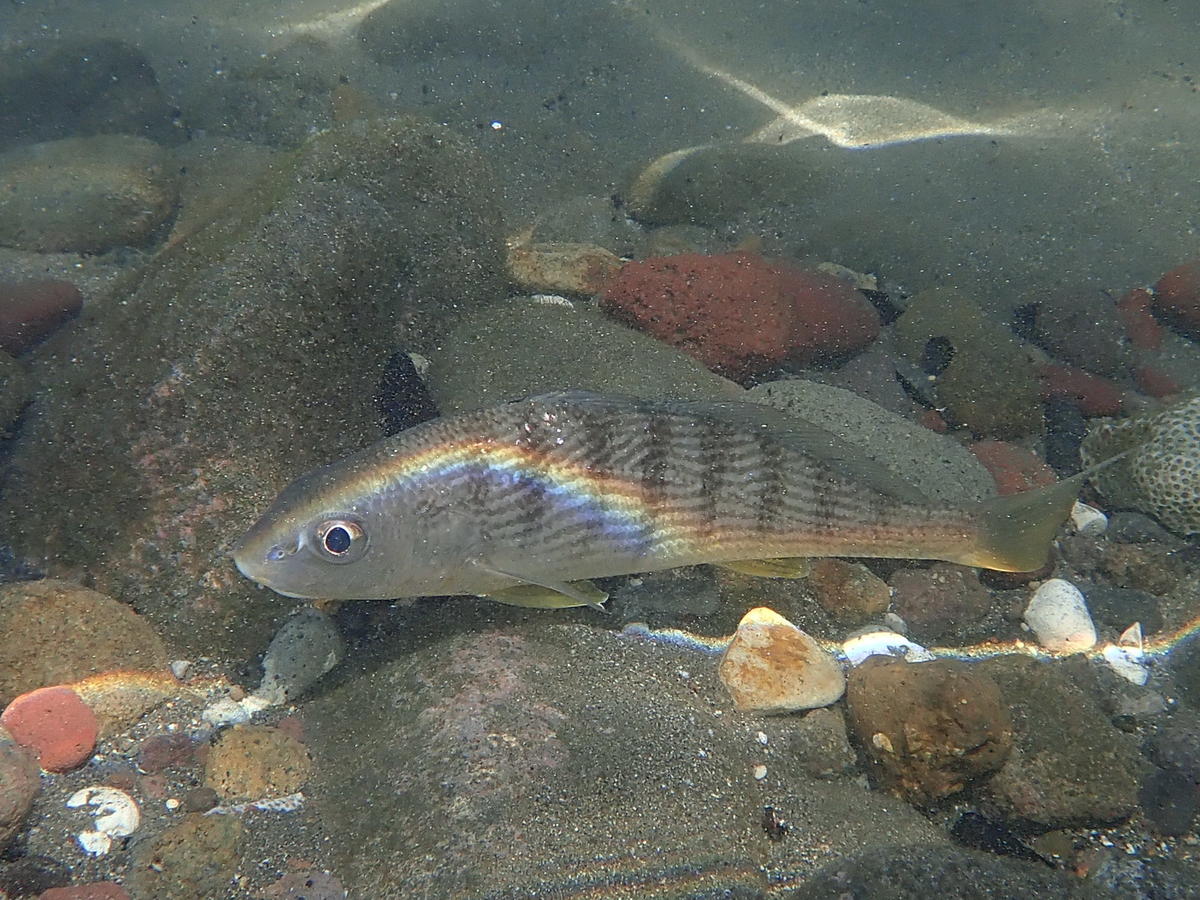 Poisson guadeloupéen