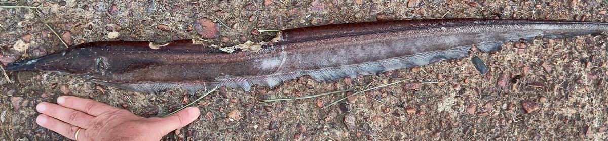 Poisson gymnote ? (Maroni, Guyane)