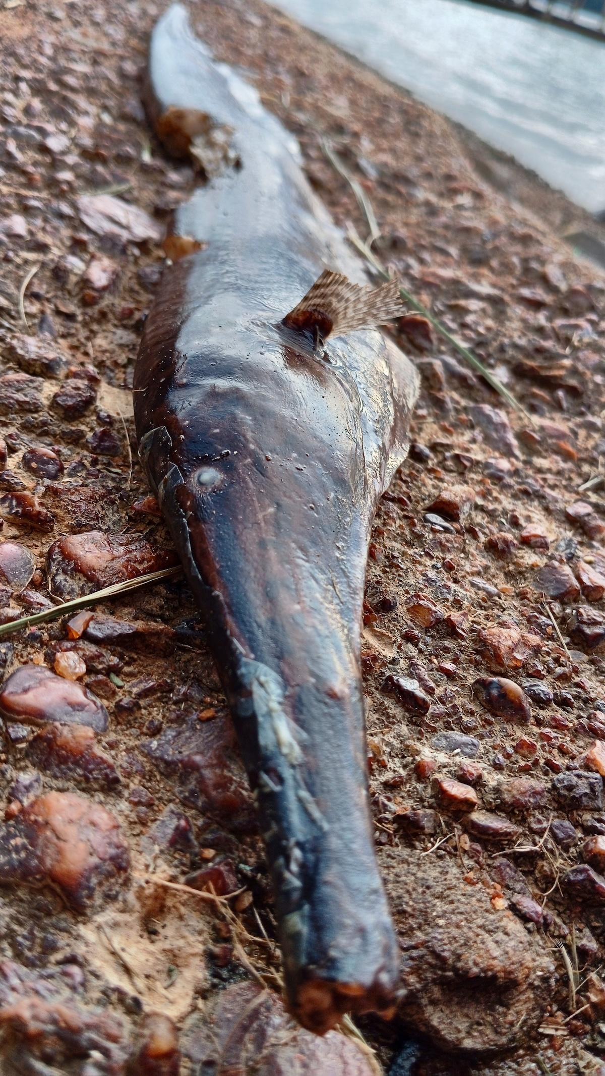 <p>très long museau et bouche si étroite qu'on n'y met pas le petit doigt</p>