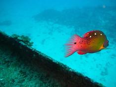 poisson inconnu coloré