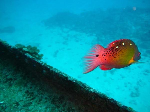 poisson inconnu coloré