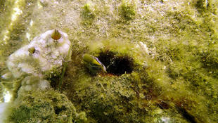 Poisson inconnu dans l'étang de Thau