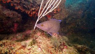 Poisson inconnu de Mediterranée 