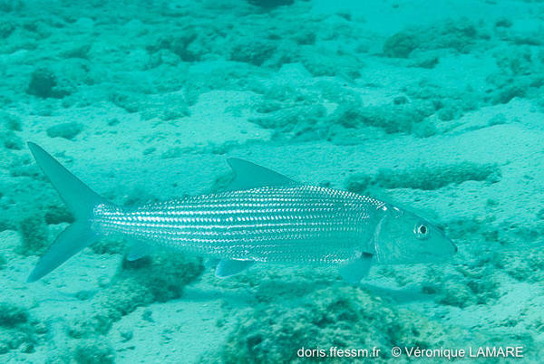 Poisson inconnu des Caraïbes