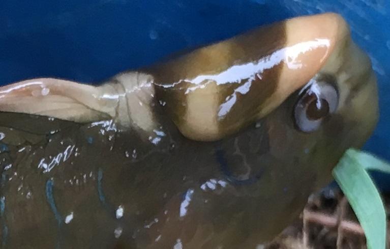 <p>Bonjour Frederic,</p><p>Merci pour votre réponse. Mais le poisson dont vous parlez n'a pas cette espèce de bosse sur la tête : est-ce qu'il y a...