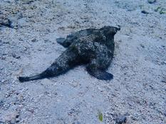 Poisson inconnu mer des Caraïbes