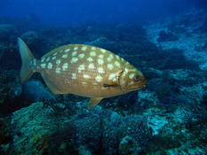 Poisson inconnu