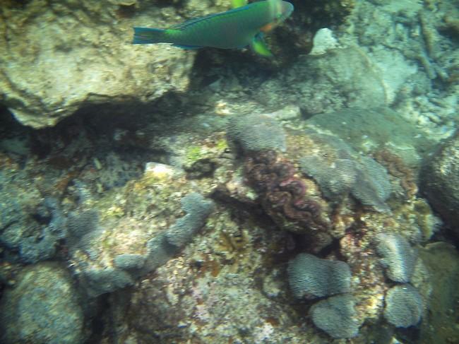 poisson indéterminé (baliste ?)