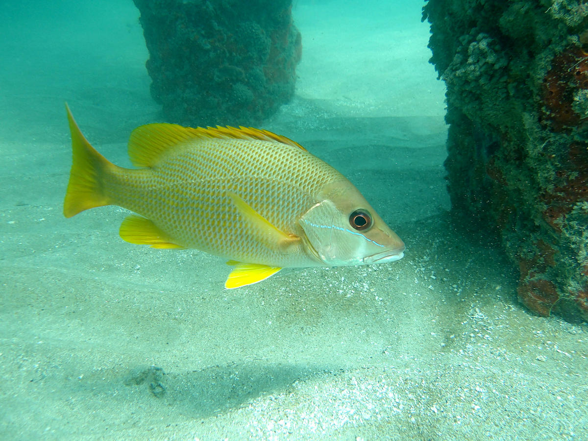 Poisson jaune