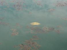 Poisson jaune à identifier