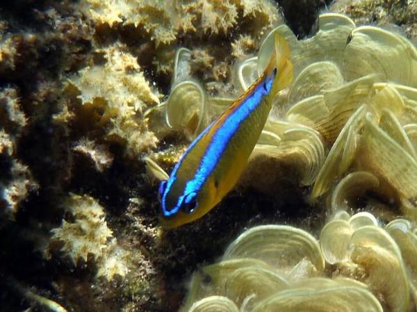 POISSON JAUNE ET BLEU