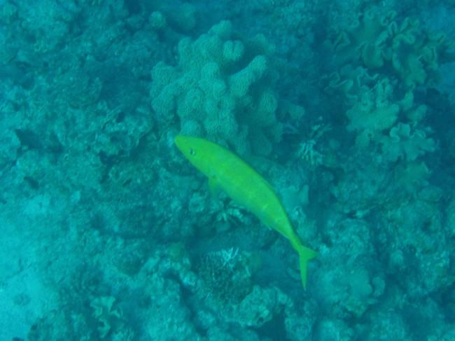 Poisson jaune !