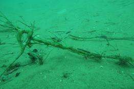 Poisson juvénile en bassin d'Arcachon