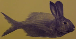 <p>J'avais la notion que le poisson-lapin ressemblait plutôt à ça :</p>