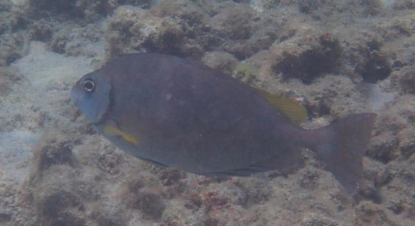 Poisson lapin? (ile de la reunion)