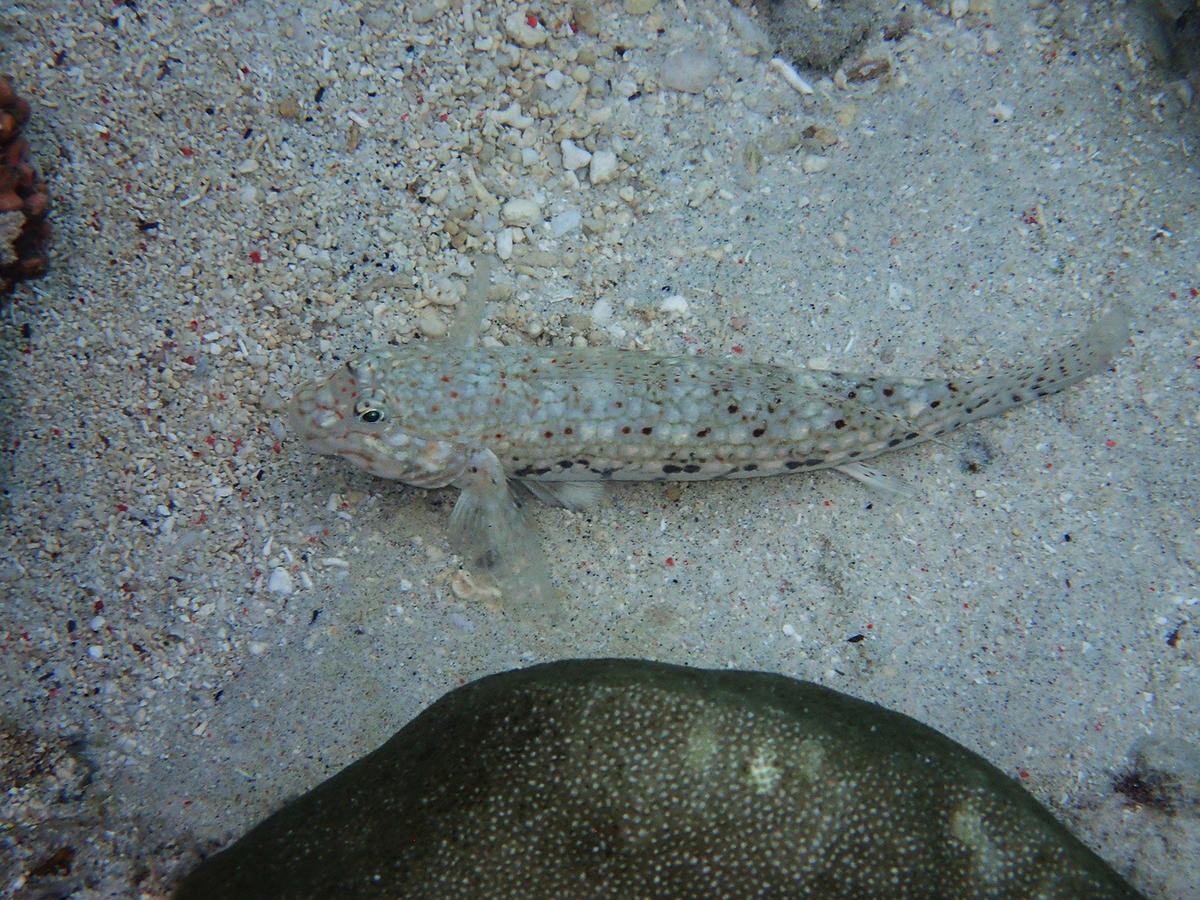 Poisson-lézard  (Comores, océan Indien)