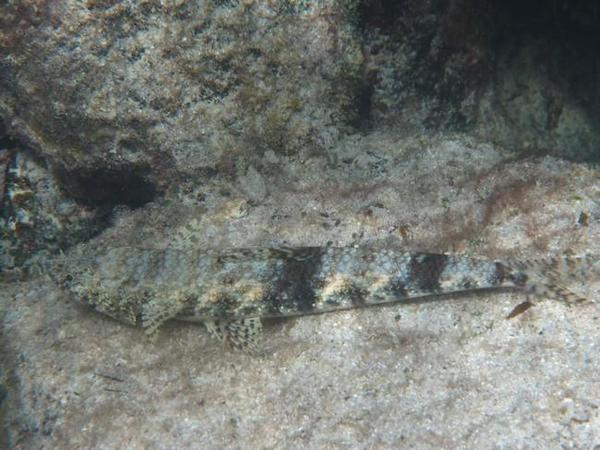 Poisson lézard mais lequel ?