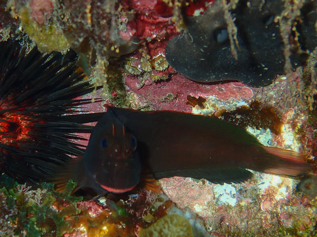 En fait si, il me semble voir un oursin en haut à droite !  Du coup; la taille du poisson serait plus en rapport avec une blennie... mais est-ce bi...