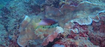 Poisson Madagascar